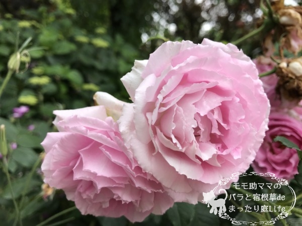 マダム・ルナイ