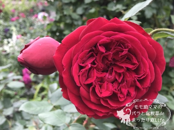 ザ・スクワイヤー