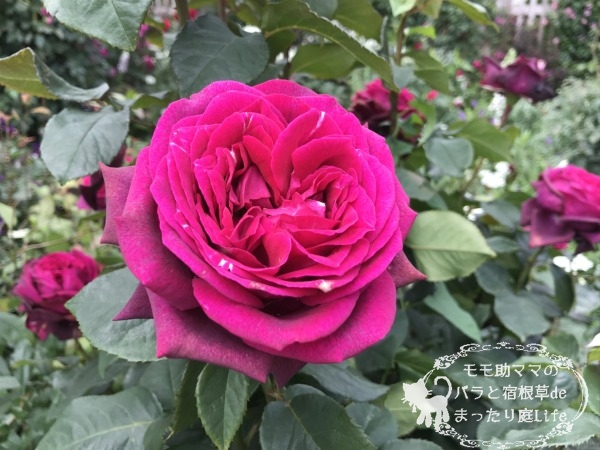 グレーフィン・ディアナ