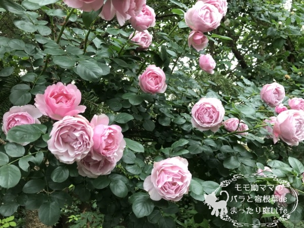 アントニオ・ガウディ