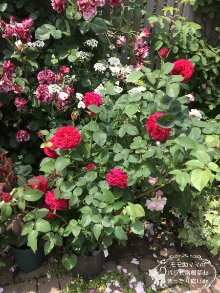 ダーシー(切り花)