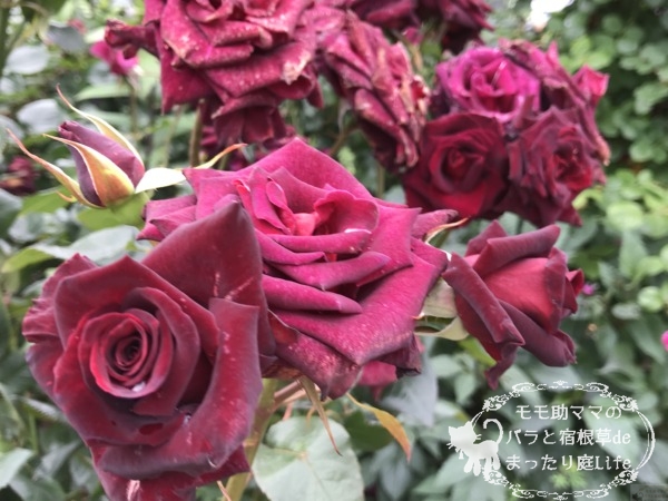 ブラック・バカラ