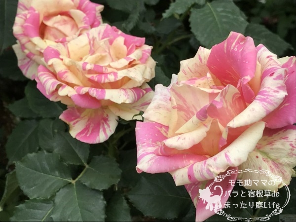 ベリー・ベリー・ベッキー・ローズ