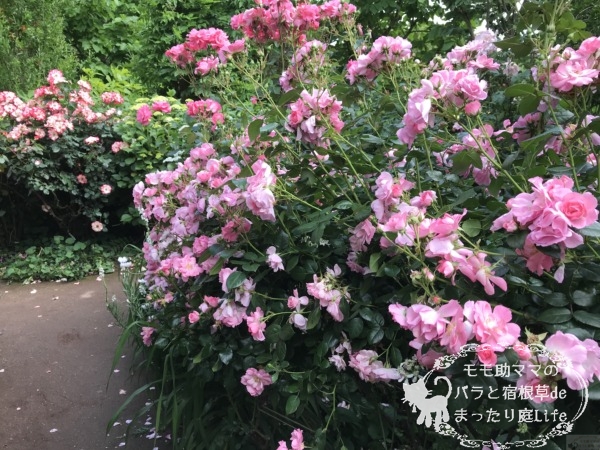 シティ・オブ・ヨコハマ