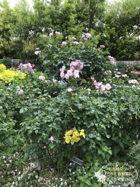 ブルー・フォー・ユー