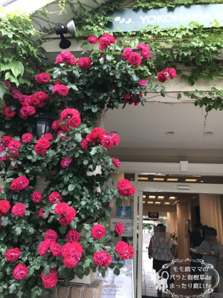 スーリール・ドゥ・モナリザ