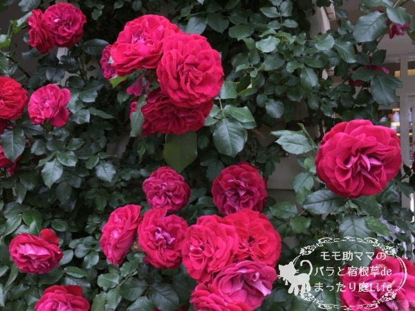 スーリール・ドゥ・モナリザ