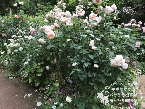 アンブリッジローズ