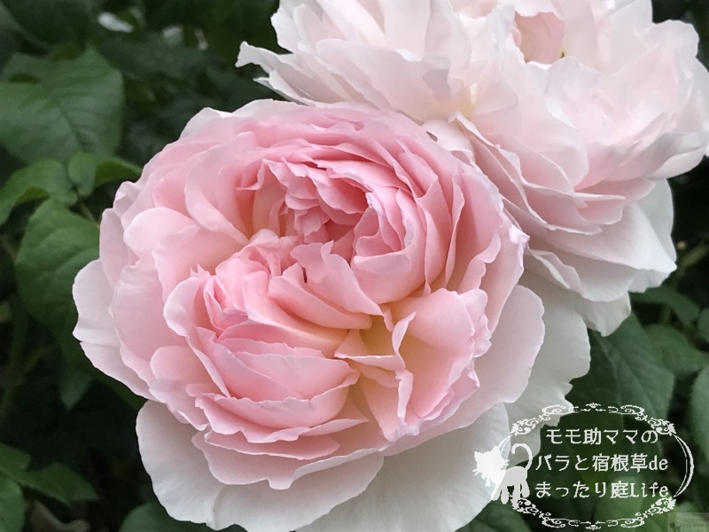 20210518花菜ガーデン_シャリファ・アスマ (5)