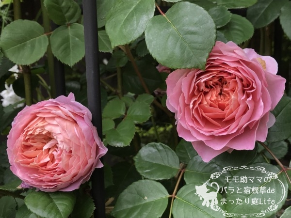 アイスフォーゲル