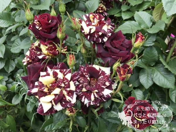 20210518YEG_アブラカタブラ (1)