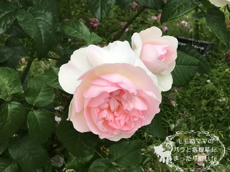 20210518花菜ガーデン_シャリファ・アスマ (4)