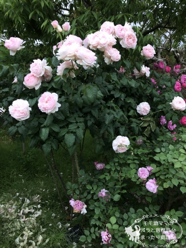 20210518花菜ガーデン_シャリファ・アスマ (1)