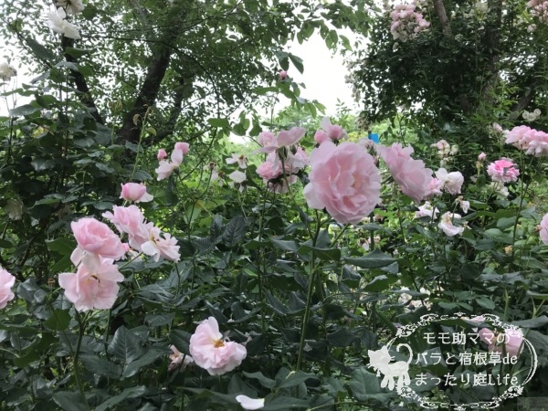 ピンク・ヘリテージ