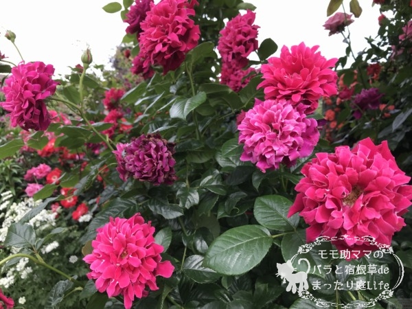 グラマラスラッフル