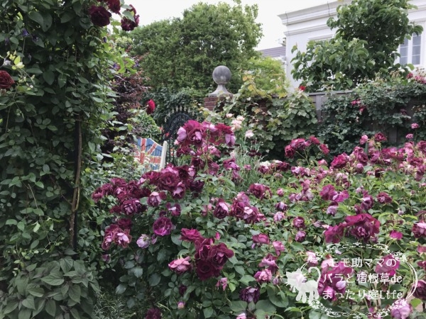 バーガンディアイスバーグ