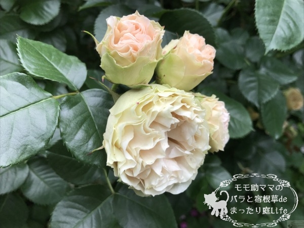 アンティーク・レース