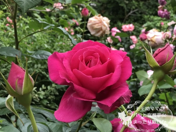 マコン・ルージュ