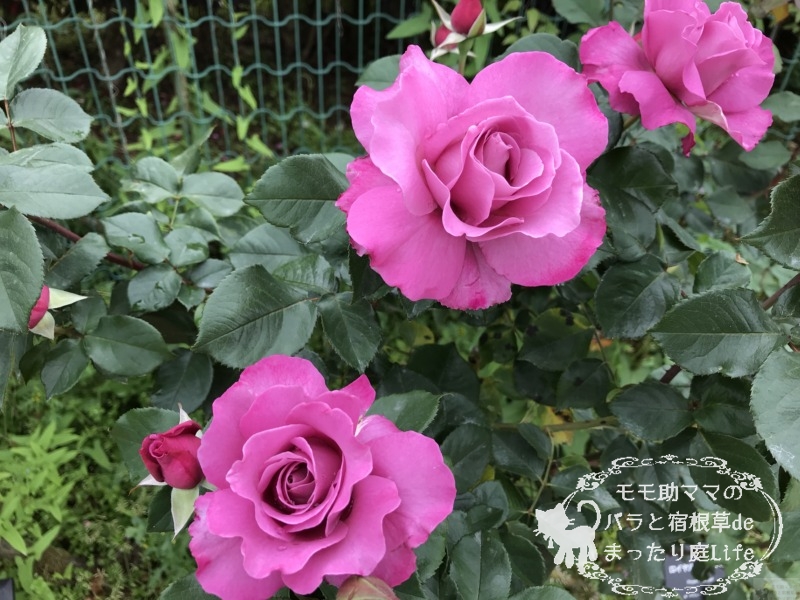 20210518花菜ガーデン_ロイヤルアメジスト (2)