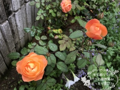 レディエマハミルトン