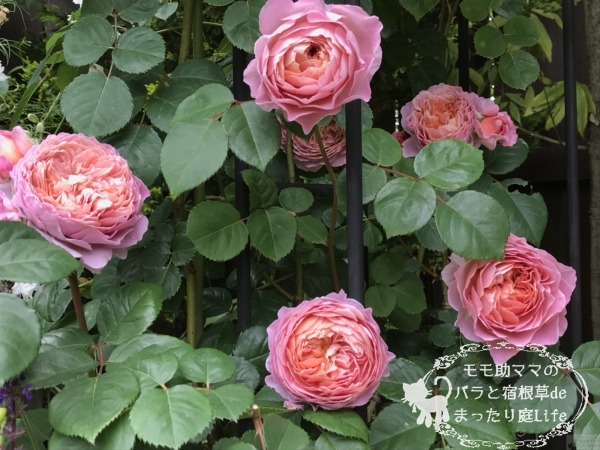 アイスフォーゲル