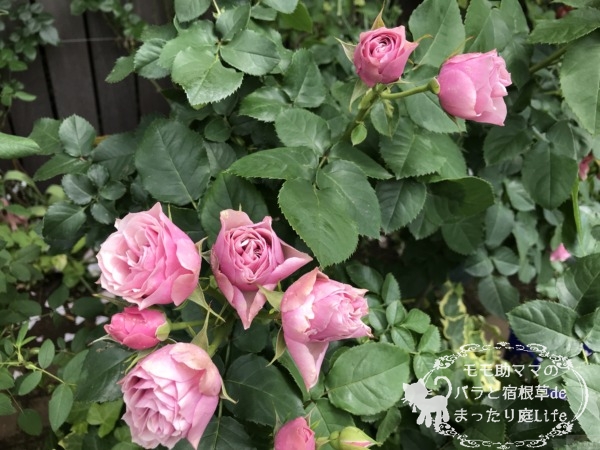 アンティークブーケ (切り花) 