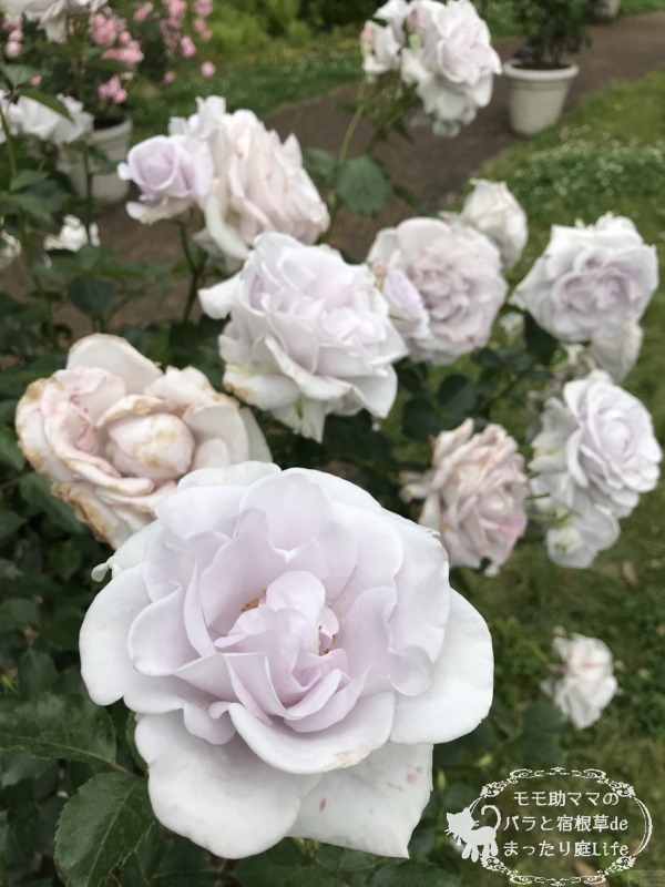 20210518花菜ガーデン_グレーシャス・グレイ (1)