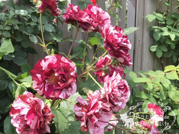 ニュー・イマジン