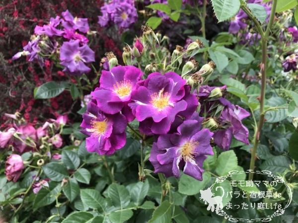 ミッドナイト・ブルー