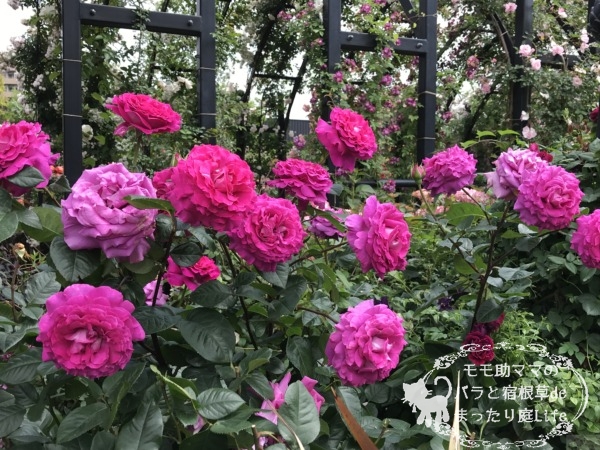 シャルトルーズ・ドゥ・パルム