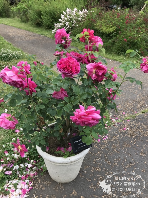 20210518花菜ガーデン_レディ・オブ・メギンチ (4)