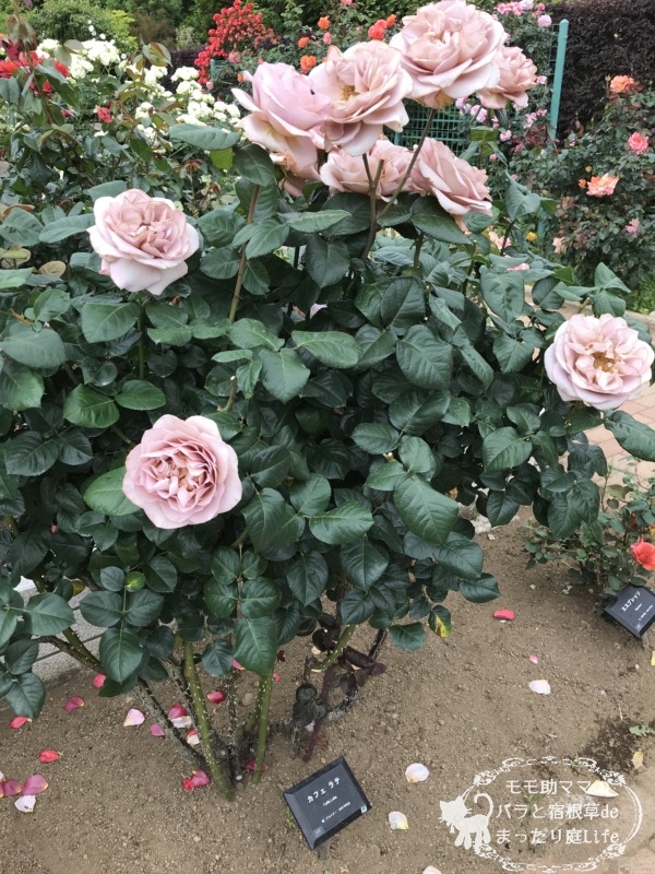 20210518花菜ガーデン_カフェラテ (3)