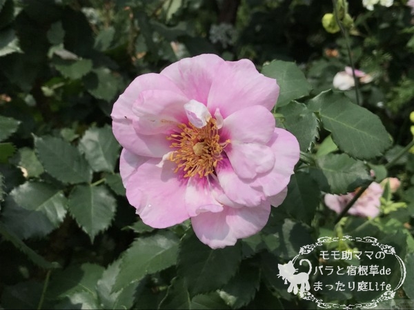 20210518YEG_アイズ・フォー・ユー