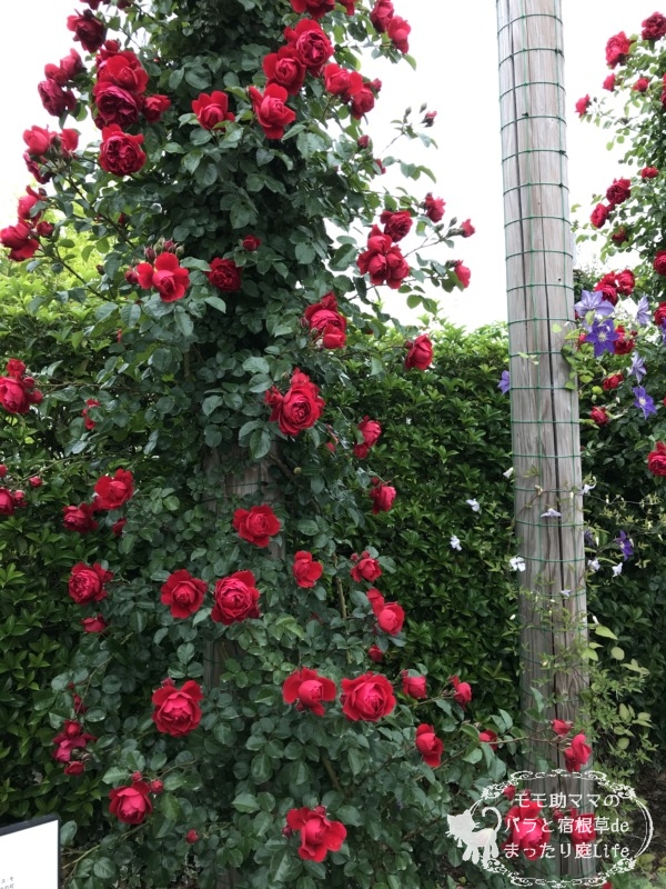 フロレンティーナ