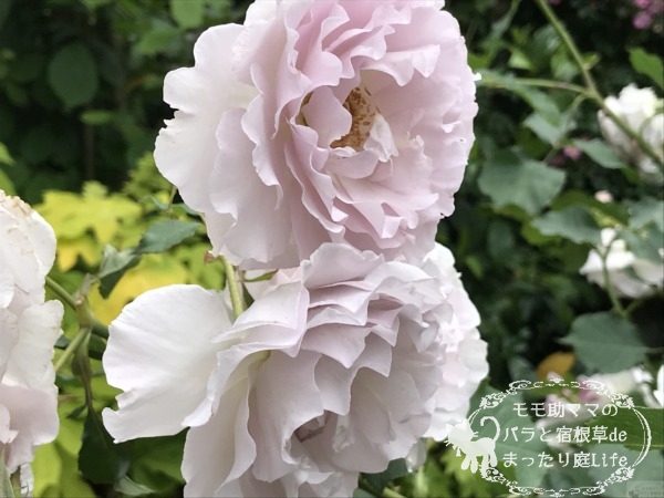 ニューウェーブ