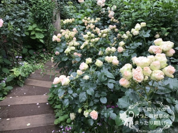 アンティーク・レース