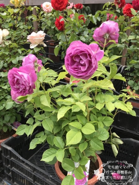 オドゥールダムール