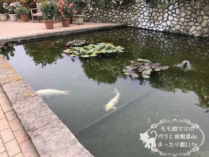 20210518花菜ガーデン_鯉 (2)
