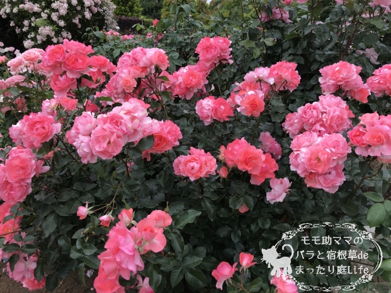 20210518花菜ガーデン_ジャルダンドゥフランス (1)