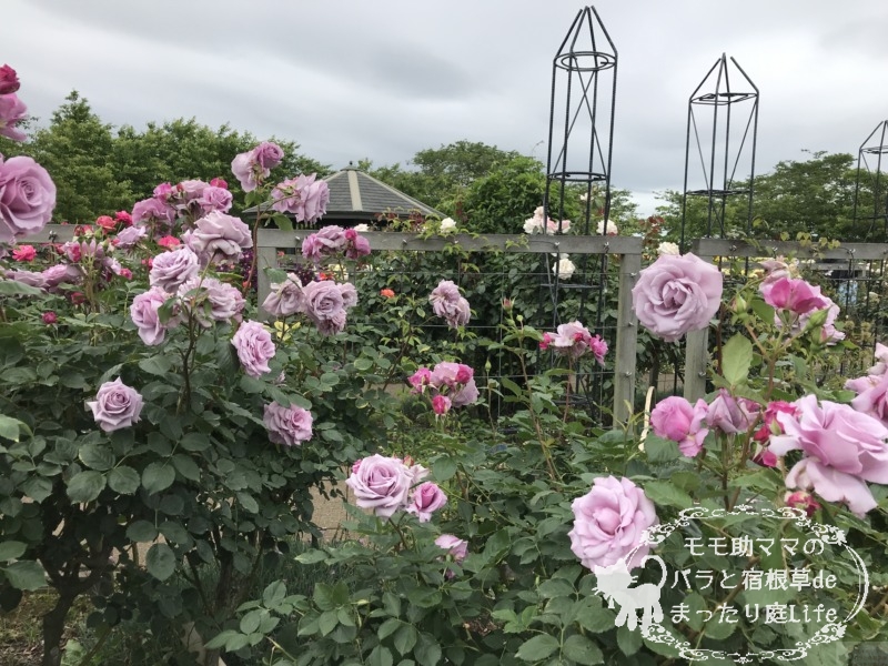 20210518花菜ガーデン_シークレット・パフューム (1)