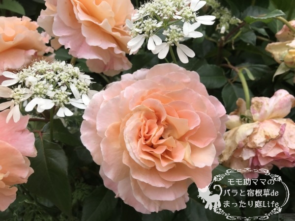 20210518YEG_アウグスタルイーゼ