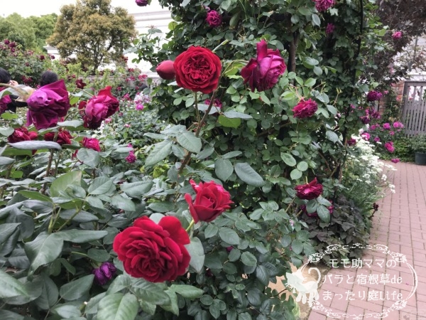 ザ・スクワイヤー