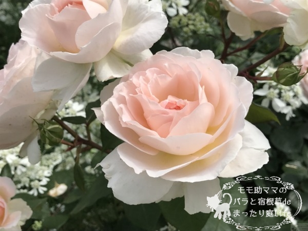 メルヘンツァウバー