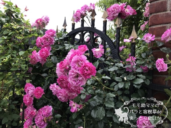 ラヴァンデ・パルフュメ