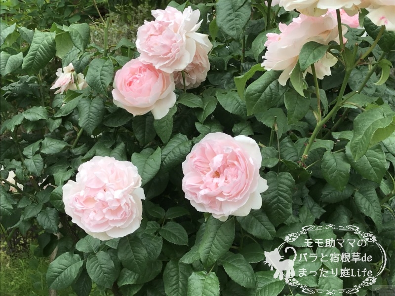 20210518花菜ガーデン_シャリファ・アスマ (2)