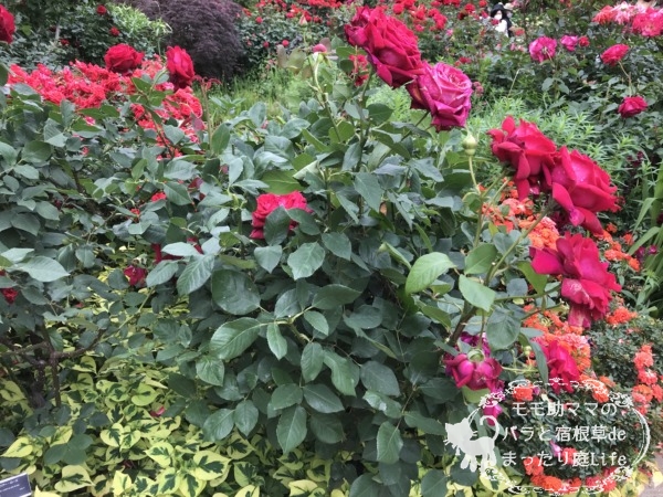 コンラート・アデナウアー・ローズ