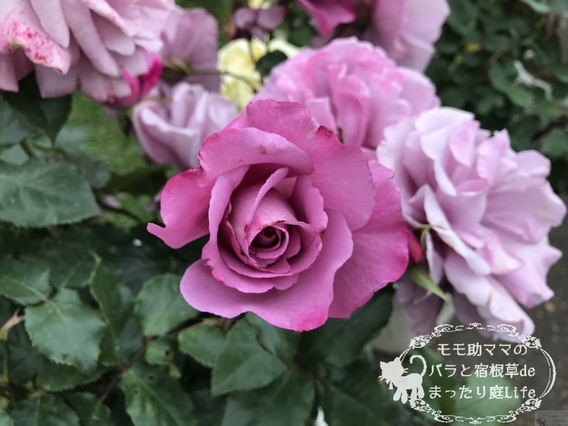 20210518花菜ガーデン_フェルゼン伯爵 (1)