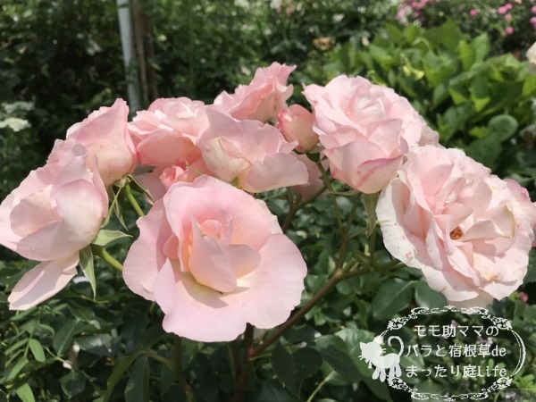 サザン・ホープ