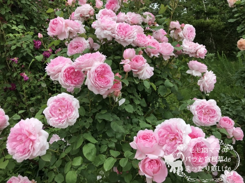 ワイフオブバス 