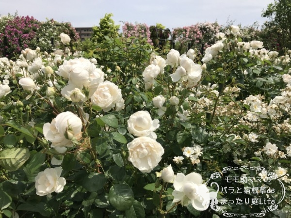 グラミス・キャッスル